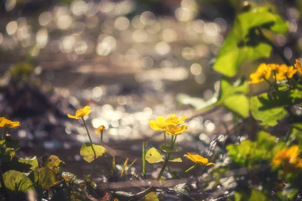 Tle Natura Sunny Wiosna Kwiatów Kwitnących Żółty Knieć Piękny Bokeh — Zdjęcie stockowe