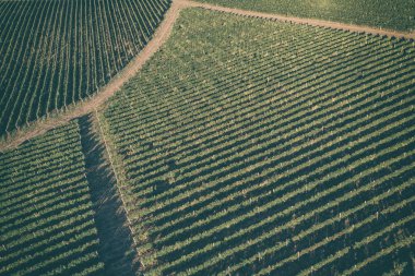Havadan görünümü eteklerindeki bağ güneşli'de bir satır, tarım arka plan, üzüm düzenleme robot vurdu
