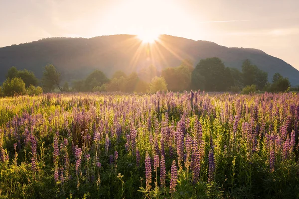 Piękny Krajobraz Lato Słoneczna Łąka Kwitnący Senjojiki Światło Zachód Słońca — Zdjęcie stockowe