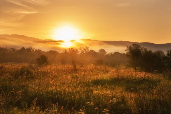 Sisli yaz manzara, ağaçları ve rengarenk çimen, Karpatlar altın güneşli nemli çayır üzerinde güneş yükseliyor