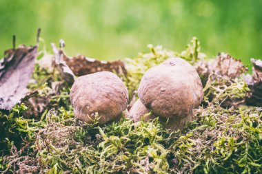 Çörek veya porcini mantar mantar moss, güneş ışığı altında nature Mevsimlik arka plan