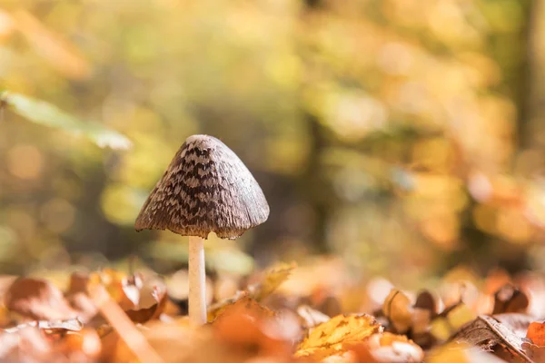 Fondo Soleado Otoño Con Hongo Urraca Coprinopsis Picacea Bosque —  Fotos de Stock