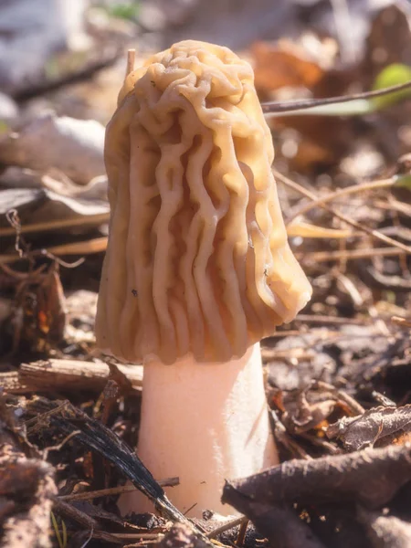 Morchella Μανιτάρι Στη Φύση Πρώτες Ανοιξιάτικες Μύκητα Verpa Bohemica Κατακόρυφο — Φωτογραφία Αρχείου