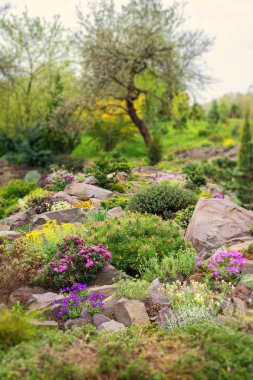 Rockery in the garden with stones and variety of different flowers and plants, nature landscape, vertical background, tilt-shift (miniature) effect clipart