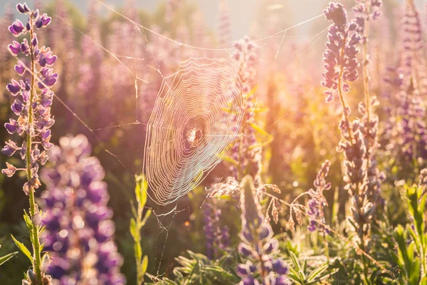 Red Araña Soleada Con Araña Prado Verano Flores Altramuz Violeta — Foto de Stock