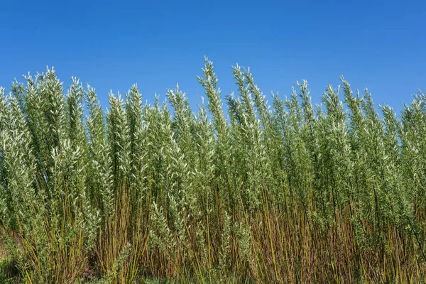 Enerjik söğüt (salix viminalis) saç ekimi, alternatif enerji doğal çevre arka plan