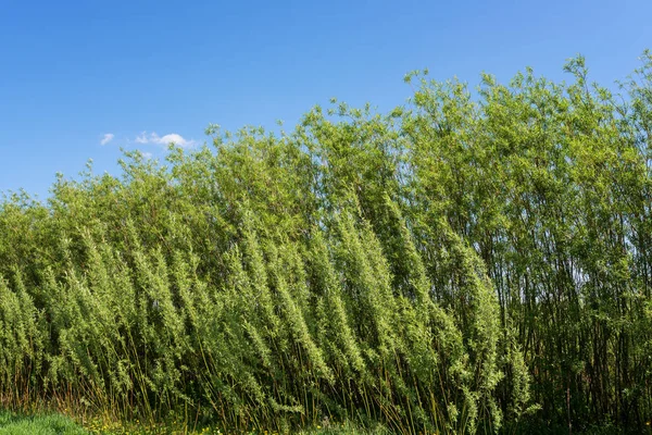 Enerjik söğüt (salix viminalis) saç ekimi, alternatif enerji doğal çevre arka plan