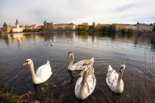 Prague Beautiful Swans Vltava River Historic Old Town Background Czech — Stock Photo, Image