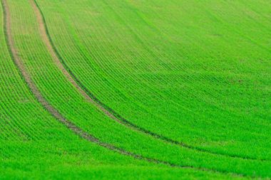 Alan taze buğday güneş ışığı altında tilt-shift etkisi, South Moravia, Çek Cumhuriyeti