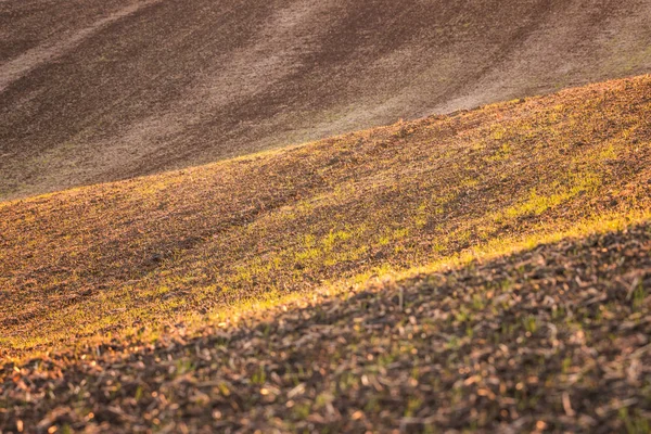 Landbouw Achtergrond Bouwland Tinten Van Bruin Zonsondergang Licht Diagonale Lijnen — Stockfoto