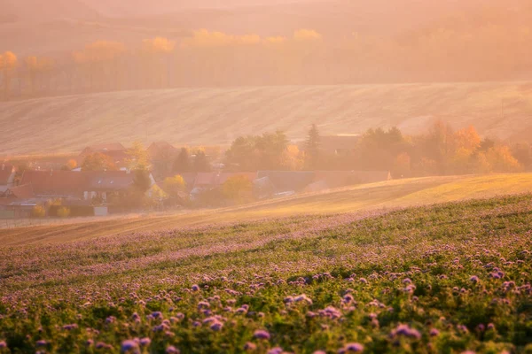 南モラヴィア州 チェコ共和国 ティルト シフト効果柔らかい夕日の光の中の美しい田園風景紫 Phacelia 日当たりの良い農地に囲まれた居心地の良い決済 — ストック写真