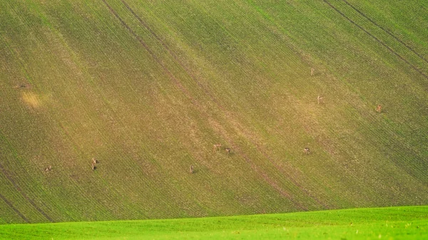 Wiosnę Krajobraz Południowych Moraw Polach Uprawnych Wypasu Sarny Natura Streszczenie — Zdjęcie stockowe