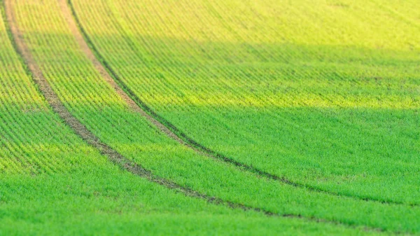 Поле Свіжі Пшениці Природа Краєвид Південній Моравії Чехія Селективного Фокус — стокове фото