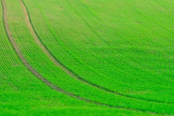 Campo Trigo Fresco Luz Solar Efeito Tilt Shift Morávia Sul — Fotografia de Stock