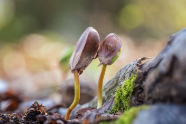 Avrupa kayını fidan ormandaki yeni bir hayat simgeleyen doğa bahar arka plan birkaç