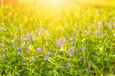 Unutma ihale mavi çiçekler güneşli çayır, doğal canlı Mevsimlik arka plan büyüyen yabani
