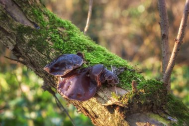 Auricularia mantar üzerinde ağaç gövdesi, doğa mevsimlik açık arka plan