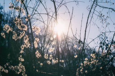 Doğa güneşli arka plan, meyve ve mavi gökyüzü ve güneş karşı vahşi akasma Şubesi