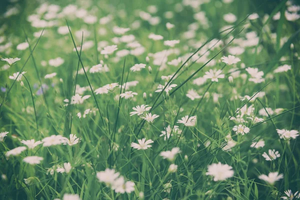 Lovely white elegant flowers, Cerastium arvense growing at the meadow. Seasonal nature background, vintage image, selective focus