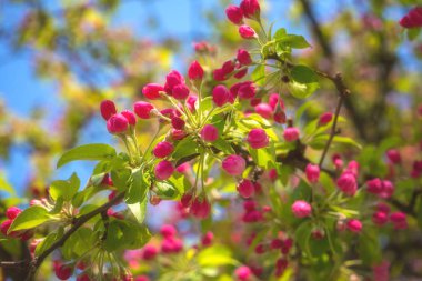 Dekoratif elma ağacı dalları pembe tomurcukları ve taze yeşil çiçek çiçek bahar doğal parlak arka plan, yaprakları, yumuşak odak ile görüntü