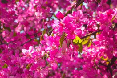 Çiçek bahar doğal parlak arka plan pembe çiçekler, dekoratif elma ağacı dalları çiçek açması ile