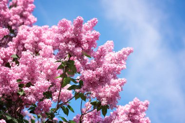 Çiçek açması bahar parlak pembe Lila bahçede çiçek mavi gökyüzü, doğal mevsimlik çiçek arka plan karşı. Kopya alanı ile güneşli görüntü