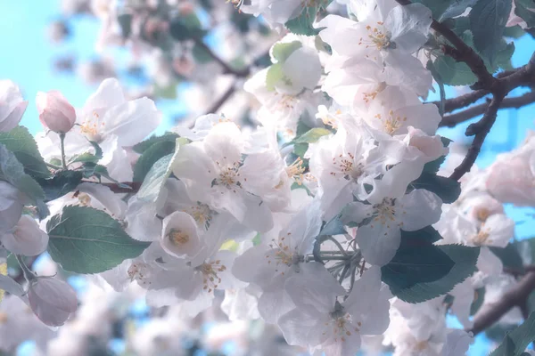苹果树白花在春天开花 花自然的节日背景 具有软焦点的图像 — 图库照片