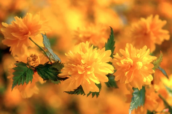 Floral Wiosna Naturalne Jasne Tło Żółte Kwiaty Kwitnących Ozdobny Złotlin — Zdjęcie stockowe