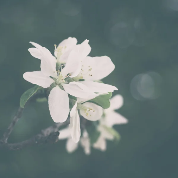 Virágzó Szilva Virágok Tavasszal Természetes Virágos Háttér Makró Vintage Kép — Stock Fotó