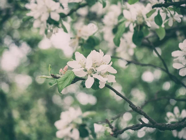 Цветение Сливы Весеннее Время Естественный Цветочный Фон — стоковое фото