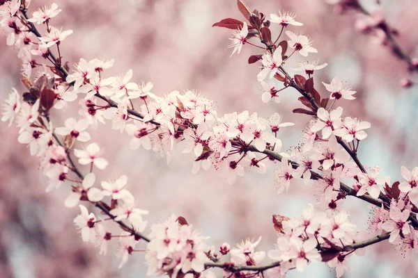 Fioritura Della Ciliegia Giapponese Con Fiori Teneri Rosa Sfondo Floreale — Foto Stock