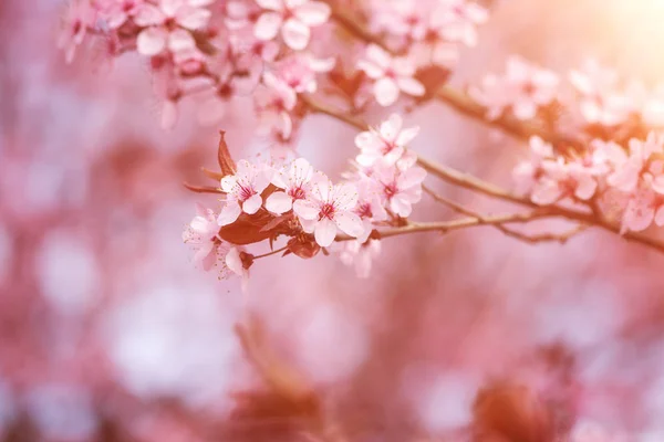 분홍색 부드러운 스러운 배경으로 벚꽃의 황입니다 매크로 이미지 인사말 카드에 — 스톡 사진