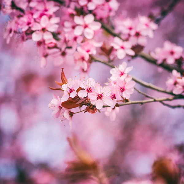 Florecimiento Cereza Japonesa Con Flores Rosadas Tiernas Fondo Floral Primavera —  Fotos de Stock