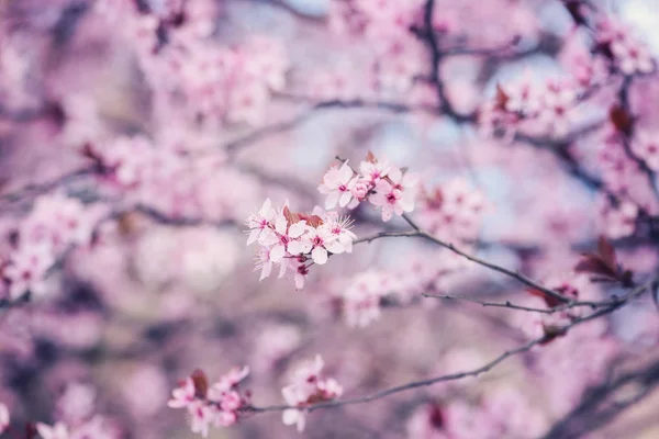 Floração Cereja Japonesa Com Flores Concurso Rosa Fundo Floral Primavera — Fotografia de Stock