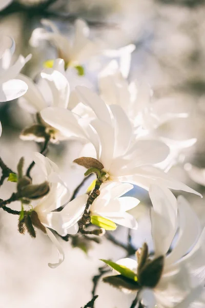 Rozkwit Magnolia Japońska Piękne Białe Kwiaty Naturalne Wiosna Kwiatów Tła — Zdjęcie stockowe