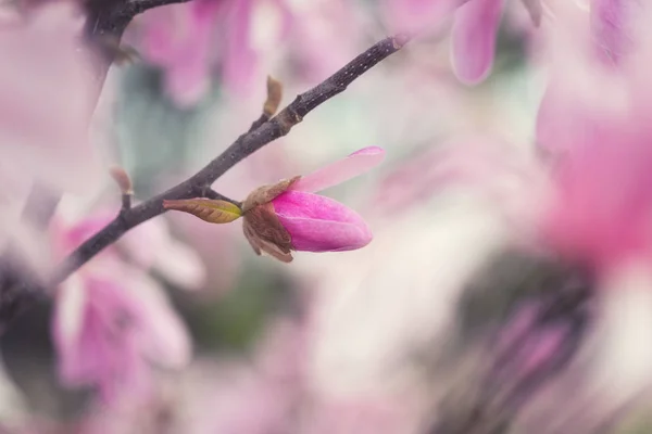 绽放的珍稀木兰与美丽的粉红色花朵 自然的春天花卉的背景 具有适合墙纸或贺卡的复制空间的宏图像 — 图库照片