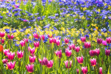 Beautiful flowers in spring royal Keukenhof garden, colorful sunny floral background suitable for wallpaper or greeting card, Netherlands clipart