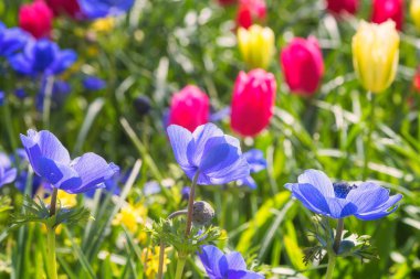 Arka planda bahar kraliyet Keukenhof Bahçe, renkli güneşli çiçek duvar kağıdı veya tebrik kartı, Hollanda için uygun güzel çiçekler