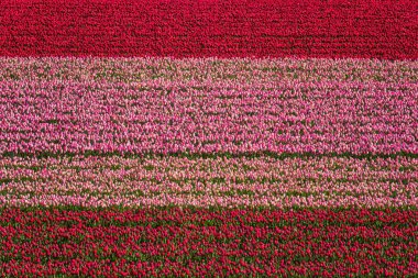 Lale alan doğa arka plan, rengârenk çiçekler, havadan görünümü, Hollanda