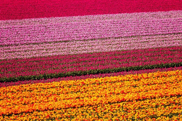 Tulipán Mező Természet Absztrakt Háttér Színes Virágok Légifelvételek Hollandia — Stock Fotó