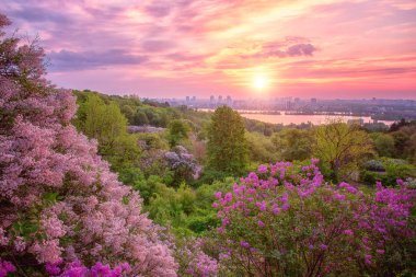 Botanik Bahçesi gündoğumu, Kiev (Kiev) içinde. Şaşırtıcı, sabah yatay çiçek açması Lila, yeşil ağaçlar, Dnieper Nehri, şehir manzaralı ve renkli bulutlu gökyüzü, Ukrayna, Doğu Avrupa'da yükselen güneş