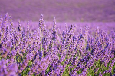 Lavanta doğa arka plan, Mor çiçekli alan Provence, Plato de Valensole, Fransa. Seçici odak