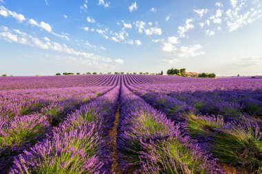 Provence kırsal manzara çiçek lavanta alanıyla güneş ışığı, Plato de Valensole, Fransa