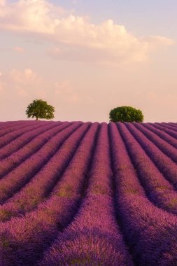 Provence, yumuşak pembe günbatımı ışık, Plato de Valensole, lavanta alanında Fransa. Dikey arka plan
