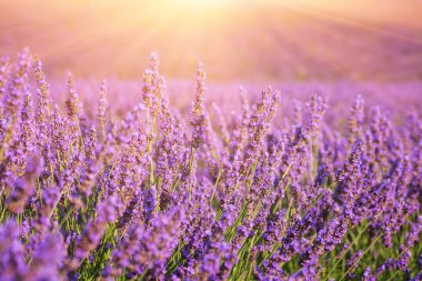 Lavanta alan arka planda güneş ışığı, Mor çiçekli doğa, Provence, Plato de Valensole, Fransa