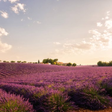 Provence Lavanta Çiftliği alanında nazik sabah ışık, Plato de Valensole, Fransa