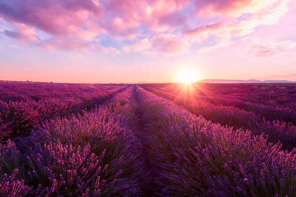 Campo Lavanda Pôr Sol Provença Incrível Paisagem Ensolarada Com Céu — Fotografia de Stock