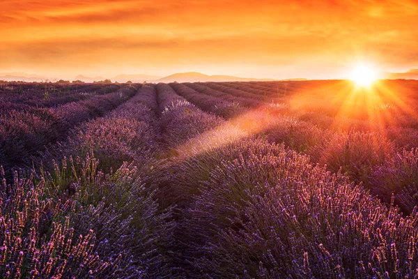 Lavendel Veld Bij Zonsondergang Licht Provence Verbazend Zonnige Landschap Met — Stockfoto