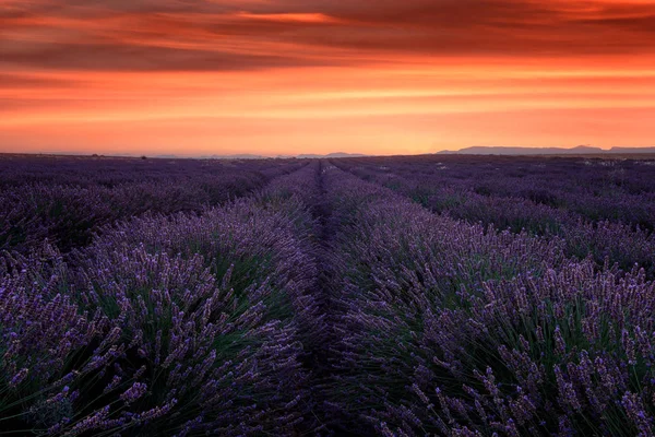 Lawenda Pole Zmierzchu Prowansji Piękne Natura Krajobraz Ogniste Nieba Francja — Zdjęcie stockowe