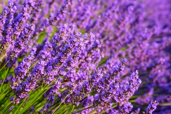 Lawenda Natura Tło Fioletowy Kwitnienia Pole Prowansji Plateau Valensole Francja — Zdjęcie stockowe